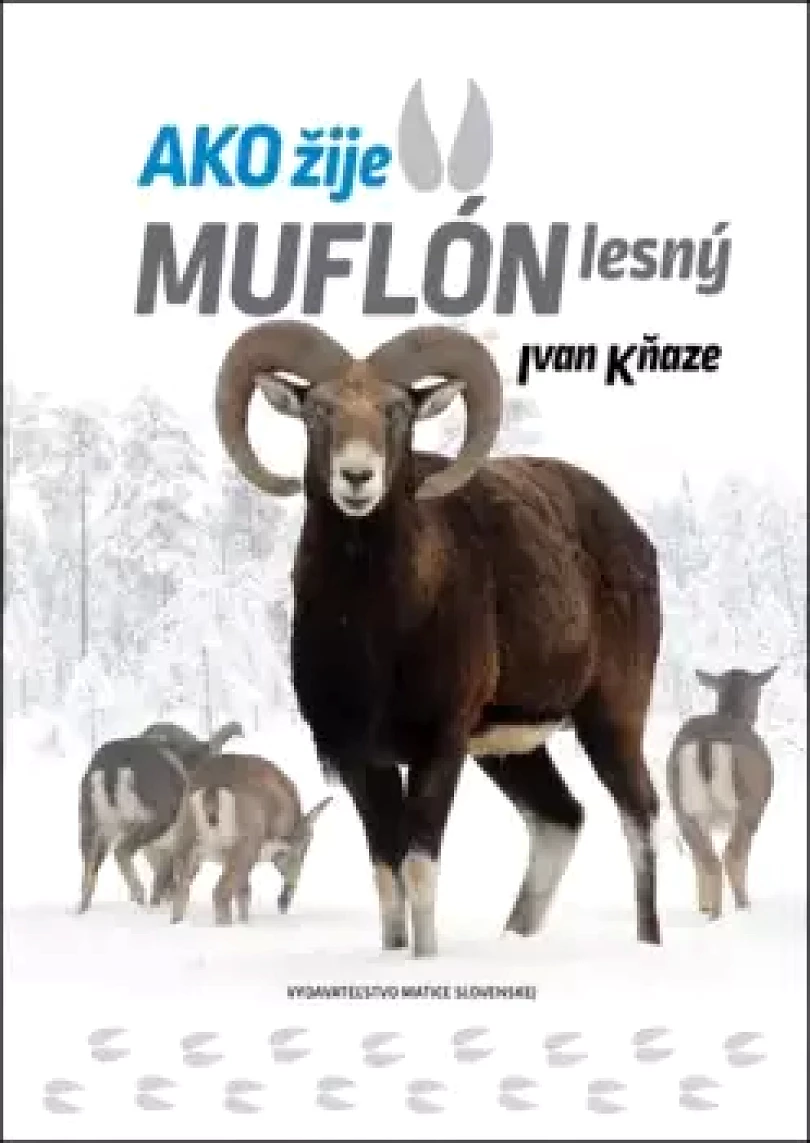 Levně Ako žije muflón lesný (Ivan Kňaze, 2025)