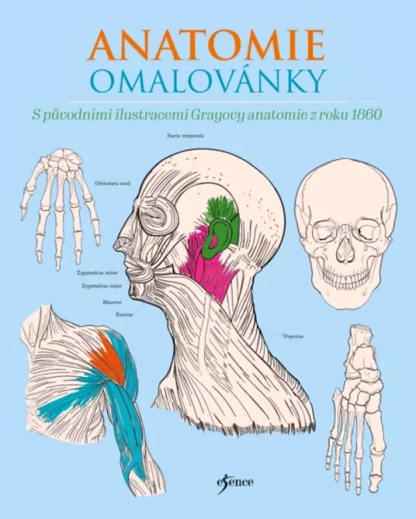 Levně Anatomie omalovánky (Henry Gray, 2024)