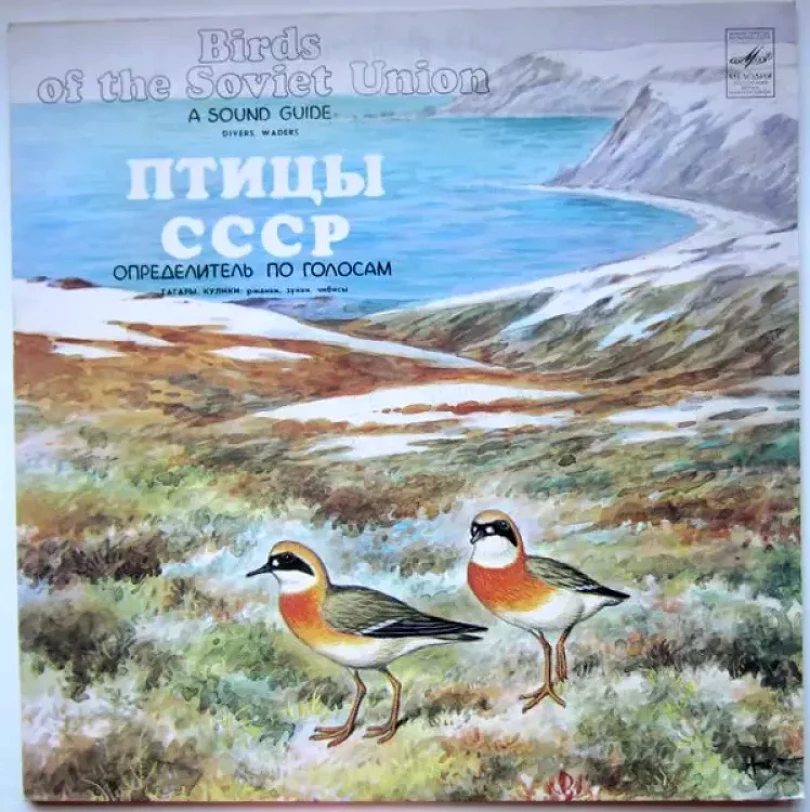 Levně Гагары. Кулики: Pжaнки, Зyйки, Чибиcы = Divers. Waders (Борис Вепринцев, 1982)