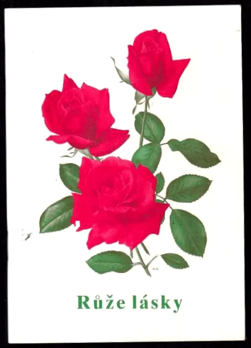 Růže lásky (Baháʼuʼlláh, 1991)
