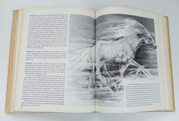 J. R. R Tolkien: A Tolkien Bestiary