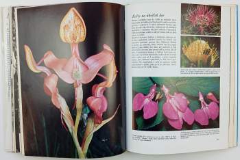 Archie Fairly Carr: Afrika