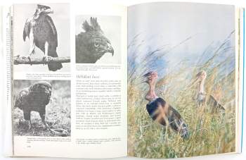 Archie Fairly Carr: Afrika