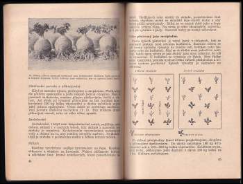 Jaromír Scholz: Agrotechnika zeleniny