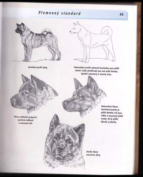 Barbara J Andrews: Akita