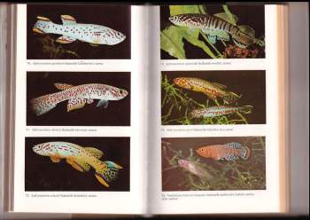Stanislav Frank: Akvaristika