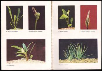 Karel Rataj: Akvaristika začíná u rostlin