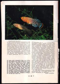 Akvárium a terárium - různá čísla