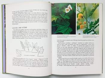 Harold William Rickett: American Wildflowers