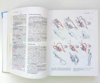Radomír Čihák: Anatomie