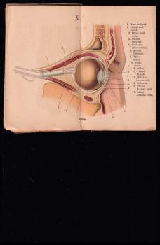 C Klunz: Anatomie a přírodopis člověka