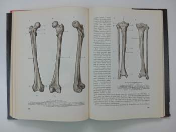 Rudolf Linc: Anatomie člověka, 1. - 2. díl