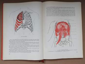 Rudolf Linc: Anatomie člověka I
