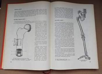 Rudolf Linc: Anatomie člověka I