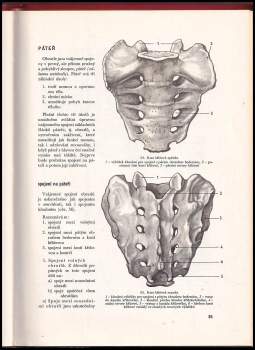 Rudolf Linc: Anatomie člověka