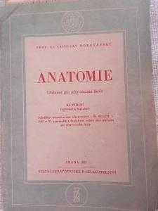 Anatomie