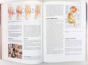 Elaine Nicpon Marieb: Anatomie lidského těla