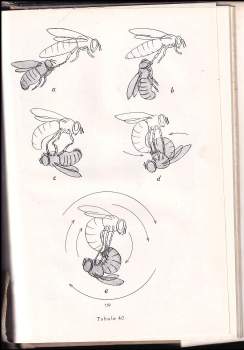 Antonín Schönfeld: Anatomie, morfologie a fysiologie včely medonosné