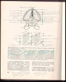 Josef Zrzavý: Anatomie pro stomatology