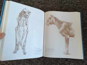 György Fehér: Anatomie pro výtvarníky