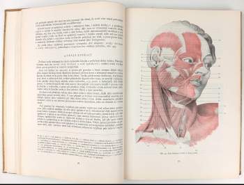 Josef Zrzavý: Anatomie pro výtvarníky