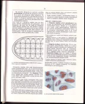 Radomír Čihák: Anatomie