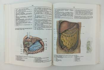 Radomír Čihák: Anatomie