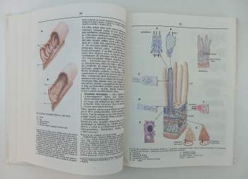 Radomír Čihák: Anatomie