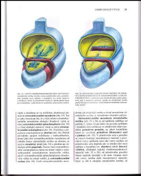 Miloš Grim: Anatomie