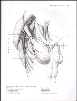 Miloš Grim: Anatomie