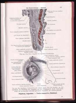 Carl Toldt: Toldts Anatomischer Atlas für Studierende und Ärzte