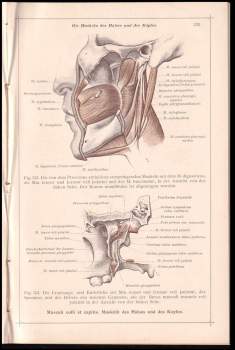 Carl Toldt: Anatomischer Atlas Fur Studierende Und Arzte- Myologia