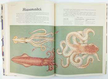 Jenny Broom: Animalium