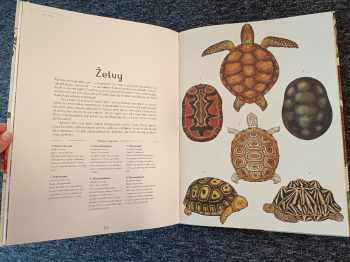 Jenny Broom: Animalium