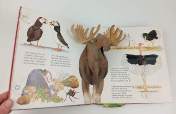 Animals Showing Off (A Pop-Up Book)