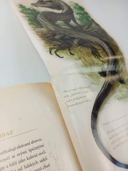 Holly Black: Arthur Spiderwick: klíč k určování kouzelných tvorů ve světě kolem nás