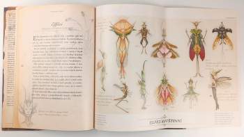 Holly Black: Arthur Spiderwick: klíč k určování kouzelných tvorů ve světě kolem nás