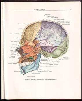 Rafail Davidovič Sinel'nikov: Atlas anatomie člověka