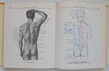 Rafail Davidovič Sinel'nikov: Atlas anatomie člověka