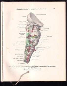 R. D Sinělnikov: Atlas anatomie člověka