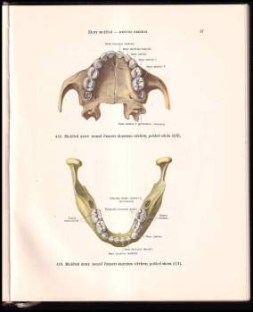 R. D Sinělnikov: Atlas anatomie člověka ve třech svazcích