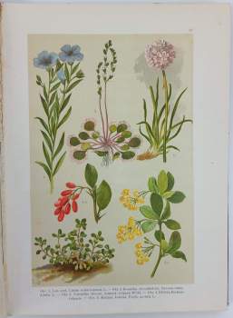 Alexander Josef Bernard: Atlas botanický