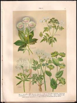 Alexander Josef Bernard: Atlas botanický
