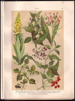 Alexander Josef Bernard: Atlas botanický