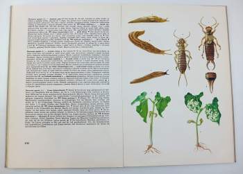 František Brückner: Atlas chorob a škůdců kulturních rostlin