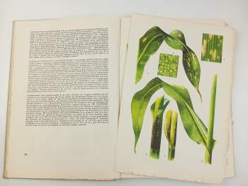 Josef Šedivý: Atlas chorob a škůdců obilnin