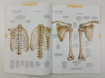 Miquel Ferrón Geis: Atlas lidského těla