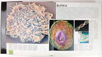 Pierluigi Diano: Atlas lidského těla