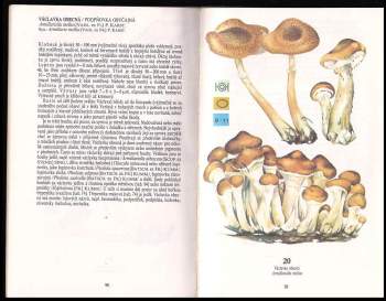 Miroslav Smotlacha: Atlas tržních a jedovatých hub