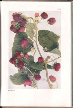 Karel Kamenický: Atlas tržních odrůd ovocných